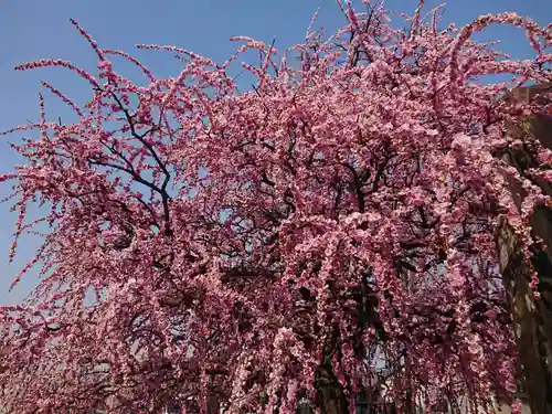 岡崎天満宮の自然