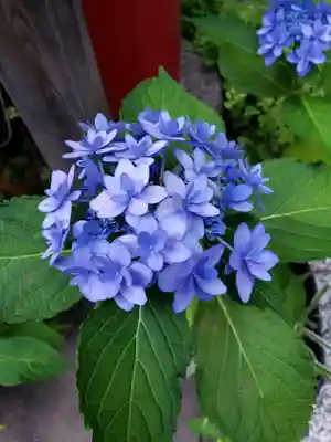 五十稲荷神社(栄寿稲荷神社)(東京都)