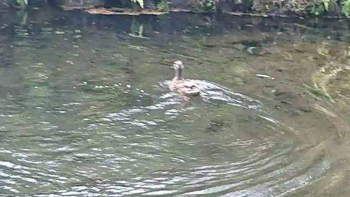 淺間神社(忍野八海)の動物