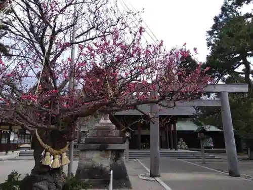 射水神社の自然