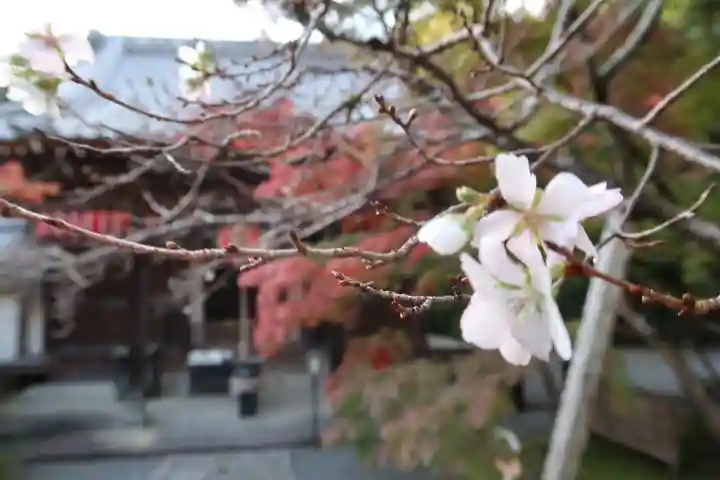 赤山禅院の自然
