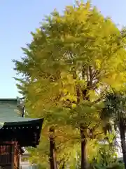 高木神社の自然