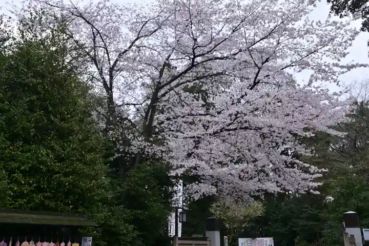 櫻木神社(千葉県)