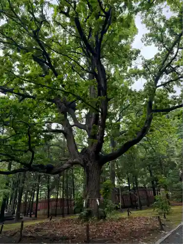 北海道神宮の自然