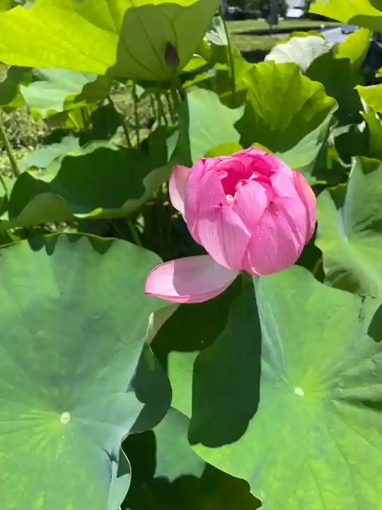香勝寺(静岡県)