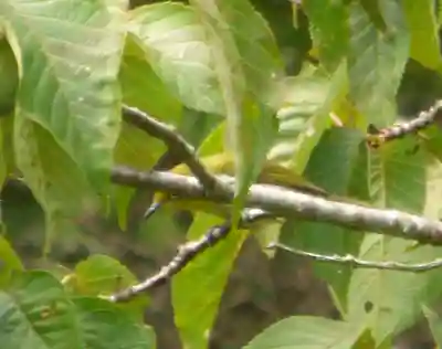 留辺蘂神社の動物