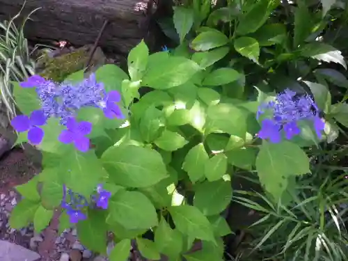 御霊神社の自然
