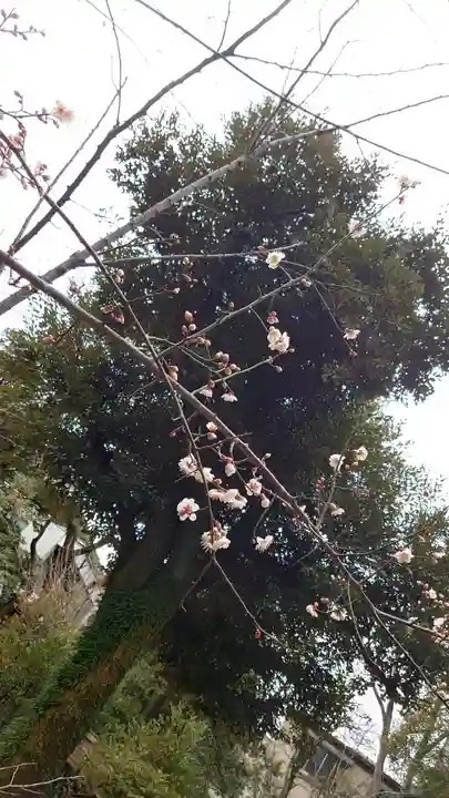 赤坂氷川神社の自然
