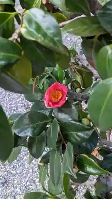 妙蓮寺(京都府)