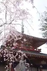 新井薬師（梅照院）の自然