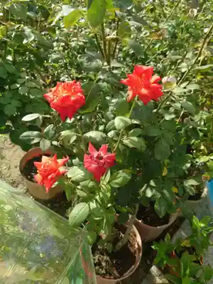 おふさ観音（観音寺）(奈良県)