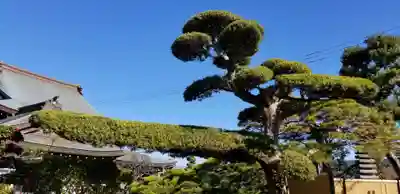竺園寺の自然