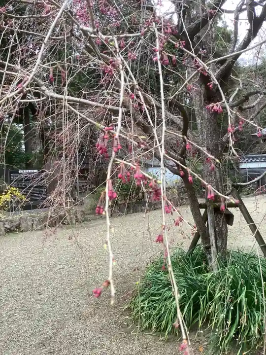 富部神社の自然
