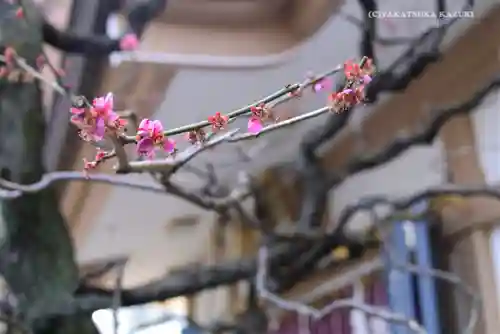穏田神社の自然