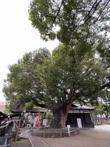 佐嘉神社・松原神社の自然