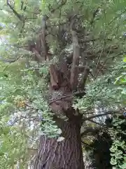 大鳥神社の自然