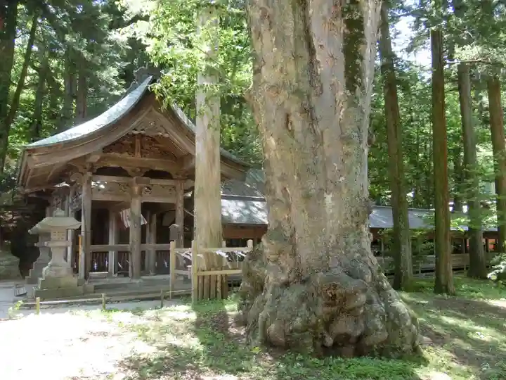 諏訪大社の自然