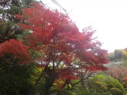 浄光明寺の自然