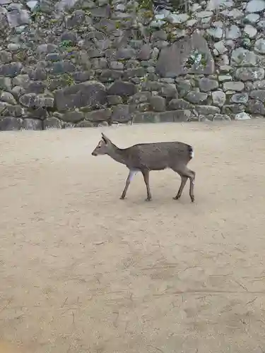 厳島神社(広島県)