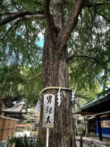 大宮八幡宮の自然