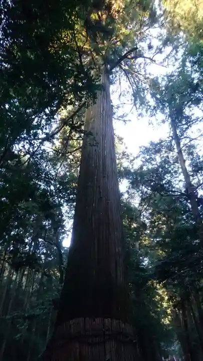 八幡神社(武芸八幡宮)の自然