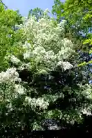 沙沙貴神社(滋賀県)