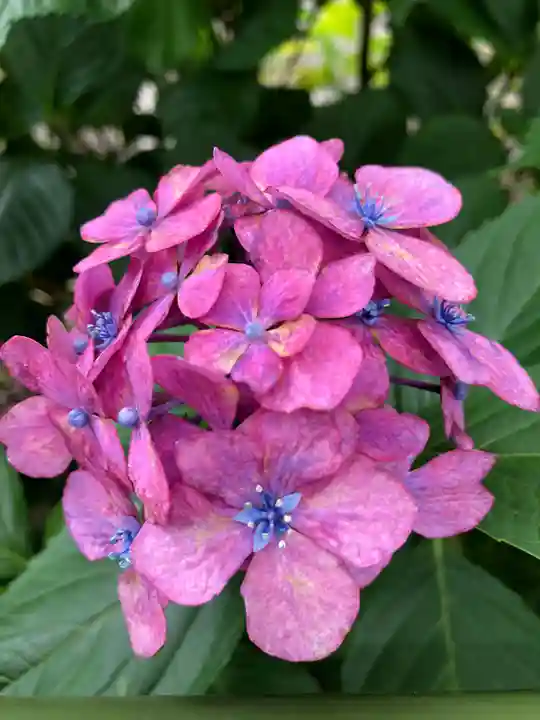 藤森神社の自然