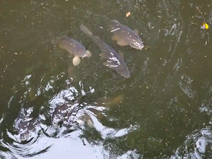 勝姫稲荷神社の動物