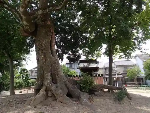 小森社（賀茂別雷神社末社）の自然
