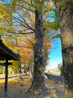 七本木神社の自然