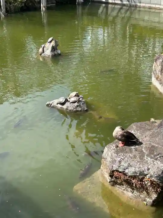 亀戸天神社(東京都)