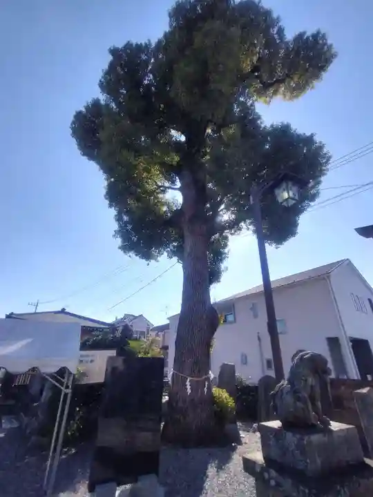 菖蒲神社(埼玉県)