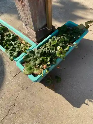 長沼八幡宮(栃木県)