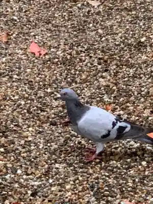 島頭天満宮(大阪府)