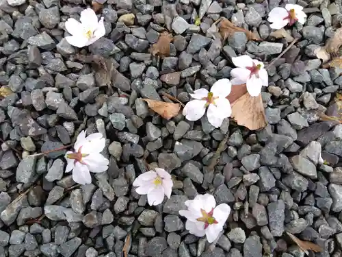 福井神社(福井県)