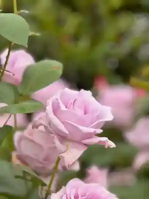 霊山寺(奈良県)