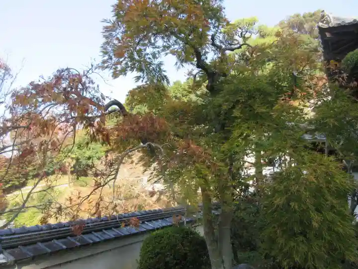 岡寺(龍蓋寺)(奈良県)