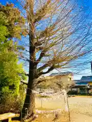 女化神社の自然