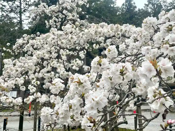 大原野神社の{uncategorized: "未分類", other: "その他", undefined: "問題あり", building: "その他建物", grave: "お墓", sacred_gate: "鳥居", guardian: "狛犬", statue: "像", buddha: "仏像", history: "歴史", nature: "自然", garden: "庭園", animal: "動物", pagoda: "塔", temizu: "手水舎", mountain_gate: "山門・神門", sanctuary: "本殿・本堂", subordinate: "末社・摂社", art: "芸術", scenery: "景色", jizo: "地蔵", ema: "絵馬", goshuin: "御朱印", omikuji: "おみくじ", items: "授与品その他", amulet: "お守り", goshuincho: "御朱印帳", eats: "食事", festival: "お祭り", votive_dance: "神楽", shichigosan: "七五三参", wedding: "結婚式", experience: "体験その他", initially: "初詣", around: "周辺", anti_infection: "感染症対策"}