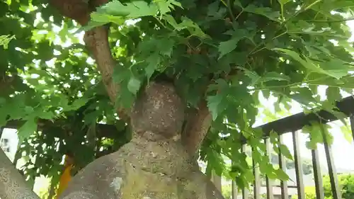 辻薬師堂（辻の薬師堂）の自然