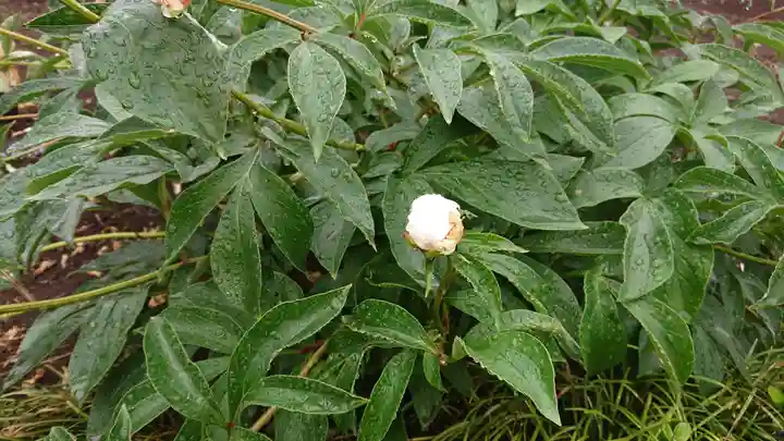 箭弓稲荷神社の自然