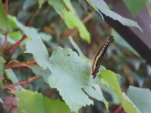 菊名神社の動物