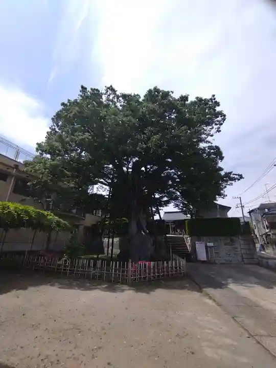 白山神社の自然