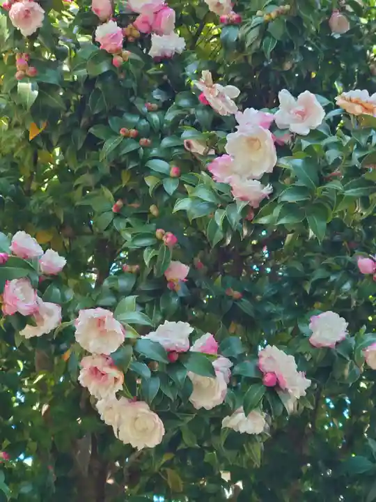 町田天満宮(東京都)