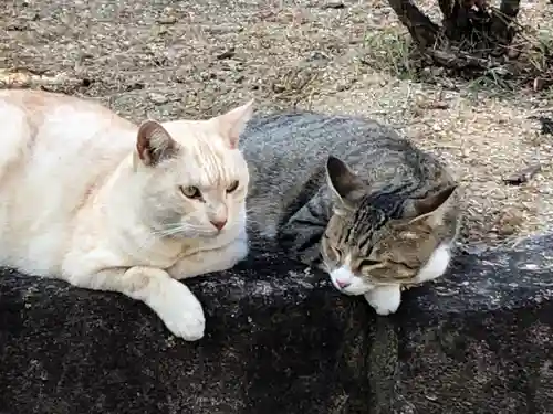 最上稲荷山妙教寺の動物