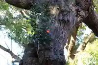 三島八幡神社の自然