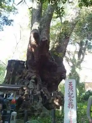 來宮神社(静岡県)
