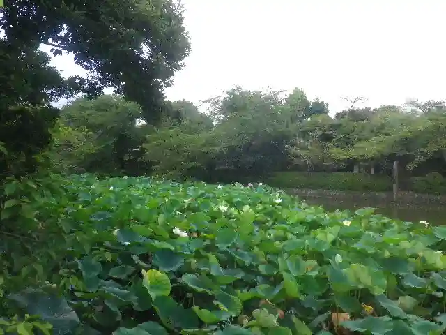 鶴岡八幡宮の庭園