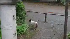 平野神社の動物