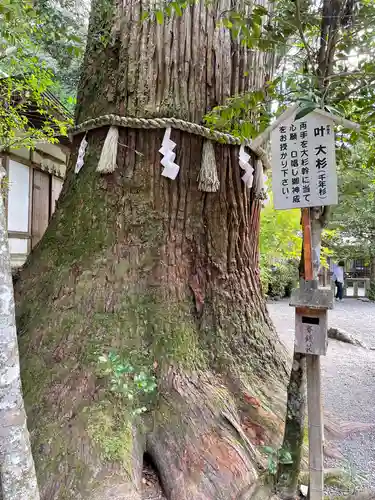 丹生川上神社（中社）の自然